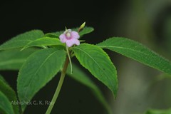 Impatiens talbotii
